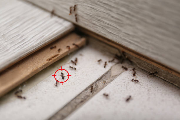 Best Local Pest Control Services  in Edgerton, OH