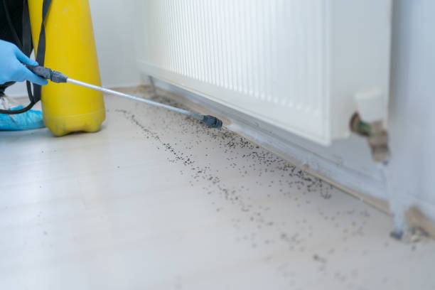 Flea Control Services in Edgerton, OH